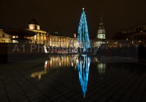 Trafalgar Square Christmas Tree 